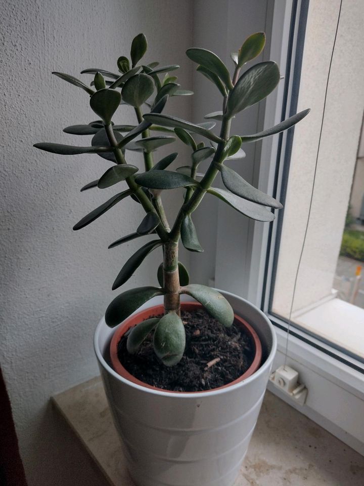 Geldbaum/Pfennigbaum/crassula ovata in München