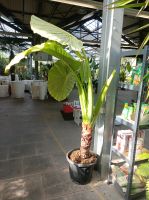 SALE: Elefantenohr Alokasie Pfeilblatt Alocasia macrorrhiza 2m Nordrhein-Westfalen - Nordkirchen Vorschau