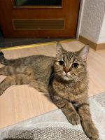 Reinrassige BKH Katze sucht ein neues Zuhause Niedersachsen - Syke Vorschau