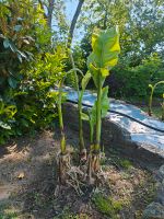 Bananenpflanzen Nordrhein-Westfalen - Steinhagen Vorschau