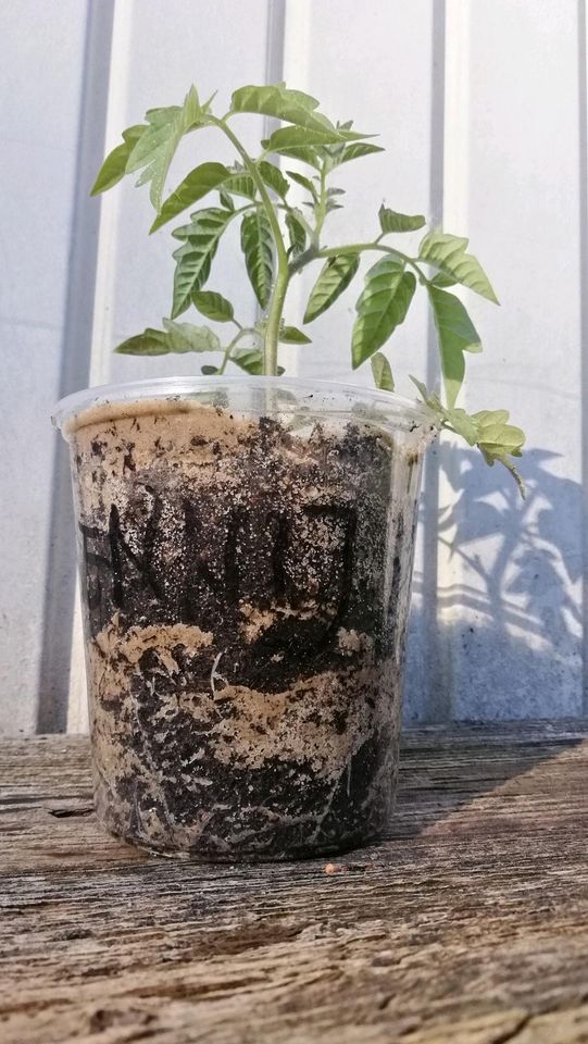 Tomatenpflanzen/Jungpflanzen/Tomaten suchen neues Zuhause in Hamburg