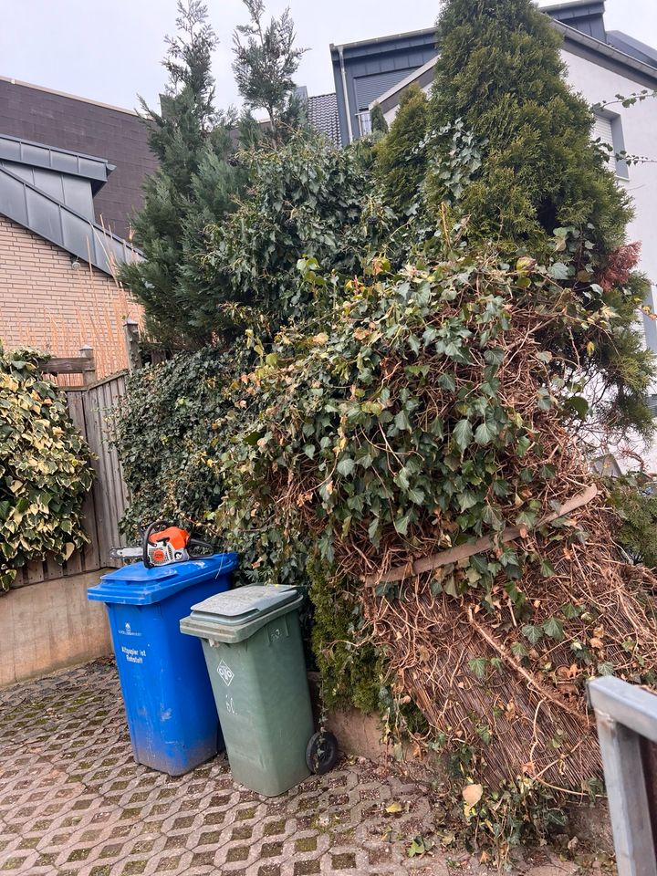 Hecken.Baum.Rollrasen.Garten Pflege in Düren