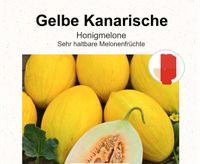 Zuckermelonenpflanzen Sachsen - Meißen Vorschau