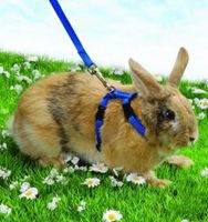 Trixie Zubehör Geschirr für Kaninchen mit 2 Leinen " NEU " Niedersachsen - Verden Vorschau