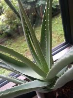 Agave ein bewurzelte Ableger München - Trudering-Riem Vorschau