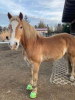 Reitbeteiligung (Pferd sucht Reiter) Bayern - Poing Vorschau