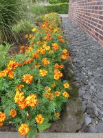 Tagetissamen Blumensamen Nordrhein-Westfalen - Gronau (Westfalen) Vorschau