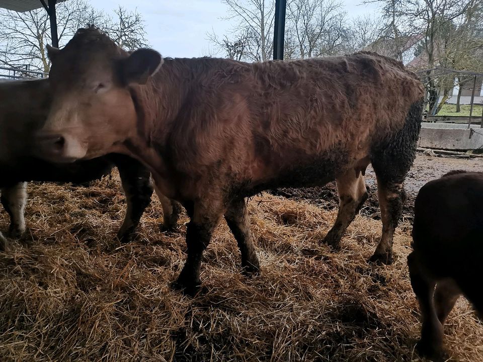 Charolais x Limousin Kuh in Ulm