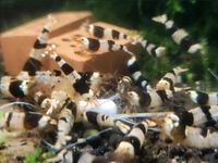 Black Bee Garnelen 2,50€ Caridina toll fürs Aquarium Schleswig-Holstein - Nahe Vorschau
