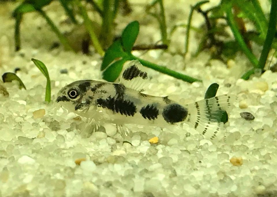 Corydoras habrosus in Wolbeck