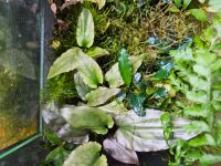 Cryptocoryne "borneo" emers Tropenpflanze Dschungelpflanze Aachen - Eilendorf Vorschau