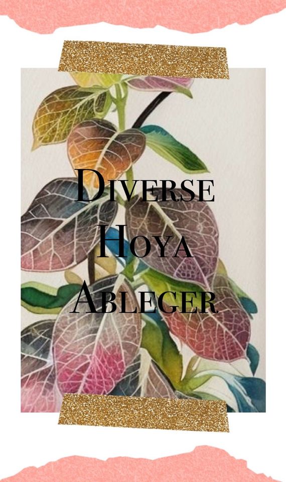 Diverse Hoya Ableger in Trier