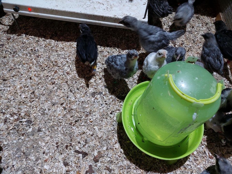 Küken von Augsburger Hühnern in Brunnen