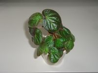 Begonia manaus, Hybridbegonie für Terrarium oder Zimmerpflanze Hamburg Barmbek - Hamburg Barmbek-Süd  Vorschau