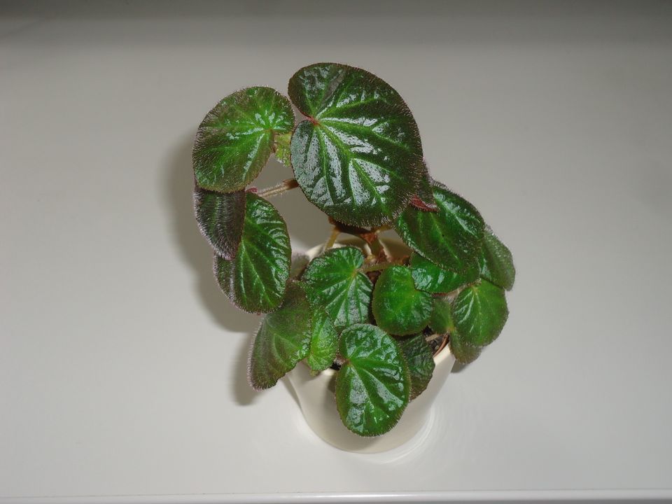 Begonia manaus, Hybridbegonie für Terrarium oder Zimmerpflanze in Hamburg