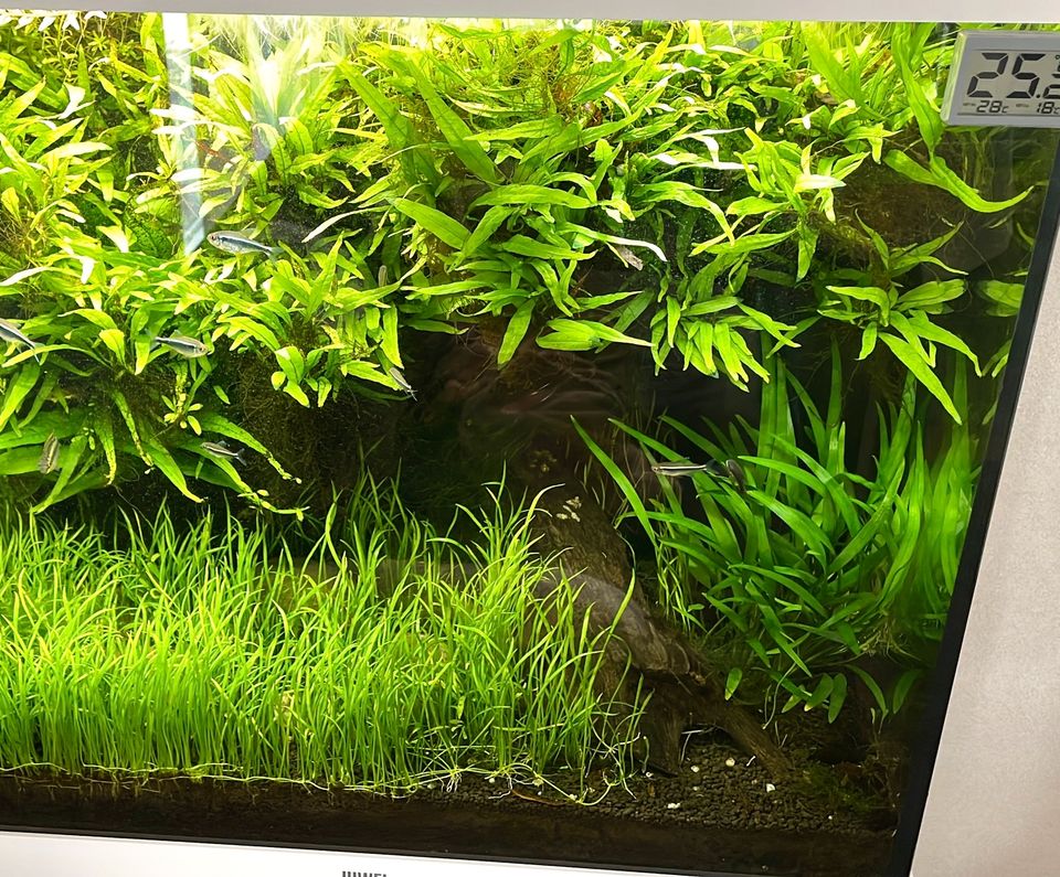 Microsorum pteropus Javafarn Aquarienpflanze in Pliezhausen