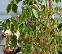 Ficus benjamina variegata, panaschierte Birkenfeige Bayern - Friedberg Vorschau