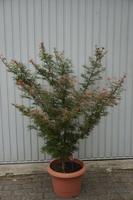 Japanischer Fächerahorn Kleingehölz Baum Acer palmatum Nordrhein-Westfalen - Rosendahl Vorschau