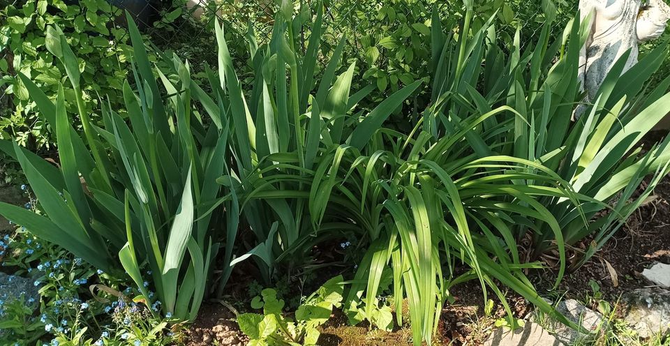 diverse Stauden und Gartenpflanzen in Aschaffenburg