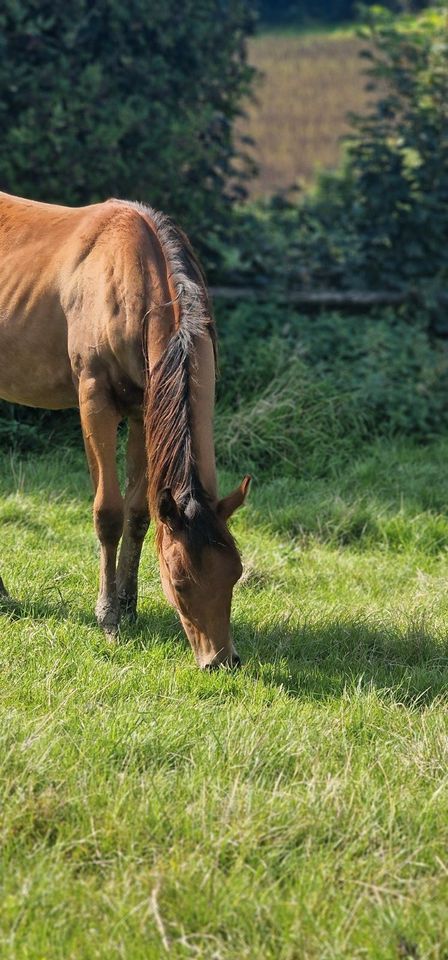 QH Stute 05/22 Pleasure, Trail,.... in Essen