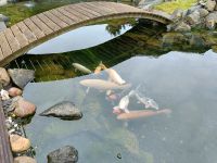 10 Kois in liebevolle Hände abzuheben Teich Nordrhein-Westfalen - Kall Vorschau