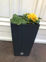 Sehr schöner Polyrattan Blumenkübel Köln - Raderthal Vorschau