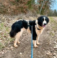 Zoe, grosses Hundemädchen sucht ländliches Zuhause Bayern - Polsingen Vorschau