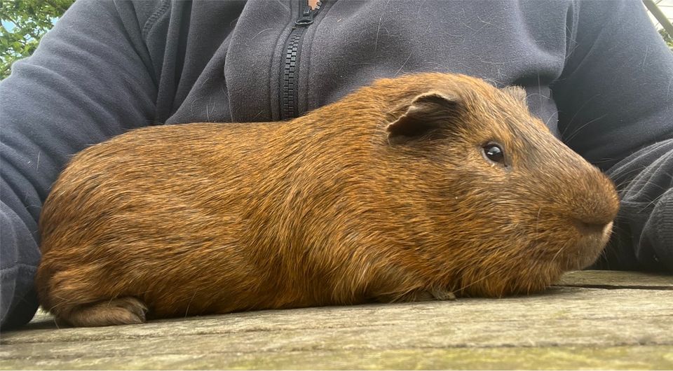 Cuy Meerschweinchen 2.100g ⭐️ ⭐️ ⭐️ in Klein Bünzow