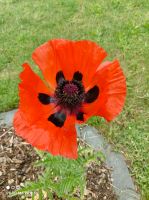 Samen vom türkischen Riesenmohn Brandenburg - Perleberg Vorschau