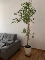 Ficus Benjamina Exotica Niedersachsen - Braunschweig Vorschau