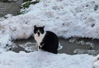 Kater Findus - schwarz weiß - vermisst in 64658 Fürth Hessen - Fürth Vorschau