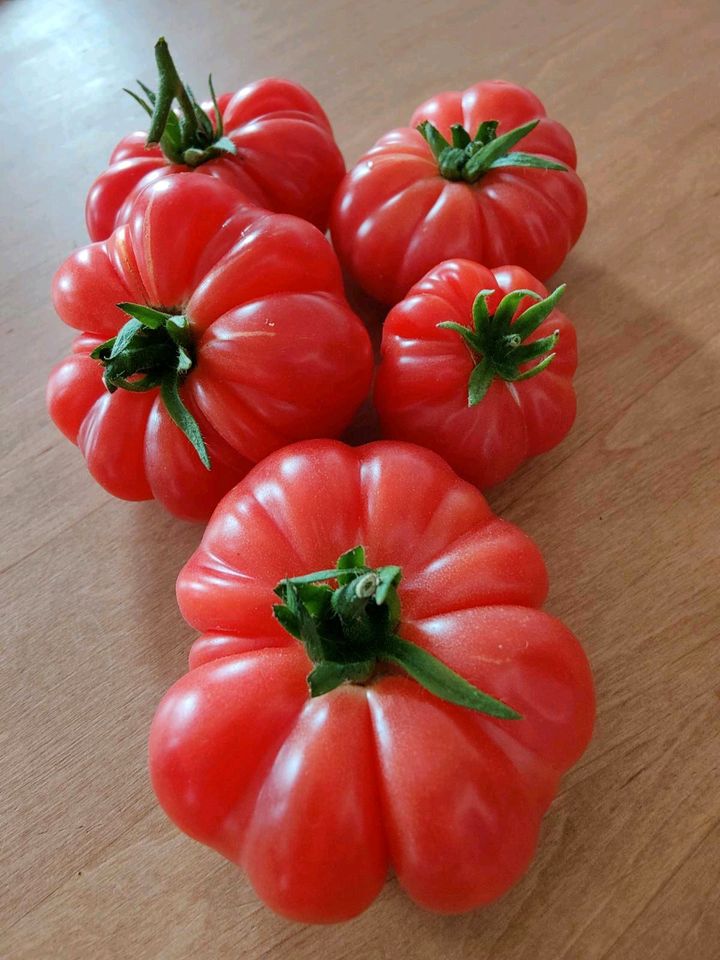 Tomaten Setzlinge Pflanzen, seltene Sorten in Niefern-Öschelbronn