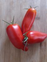 Tomaten Pflanzen zu verschenken Rheinland-Pfalz - Reifferscheid Vorschau