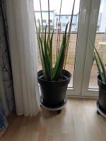 Aloe Vera Pflanze 90 cm 8 Jahre alt Hamburg-Nord - Hamburg Alsterdorf  Vorschau