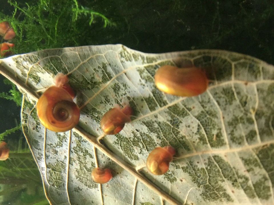 Rote Posthorn Aquarium Schnecken abzugeben 2 St. = 1 Euro in Neunkirchen-Seelscheid