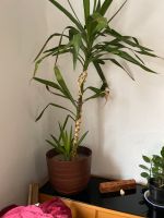 Yucca Palme - 1,60m Zimmerpflanze, Pflanze, Baum Baden-Württemberg - Schwäbisch Gmünd Vorschau