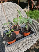 Melonenpflanzen Niedersachsen - Melle Vorschau