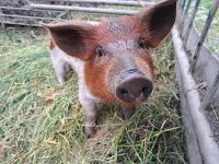 Husumer Sattelschwein Ferkel Sachsen - Blankenstein Vorschau