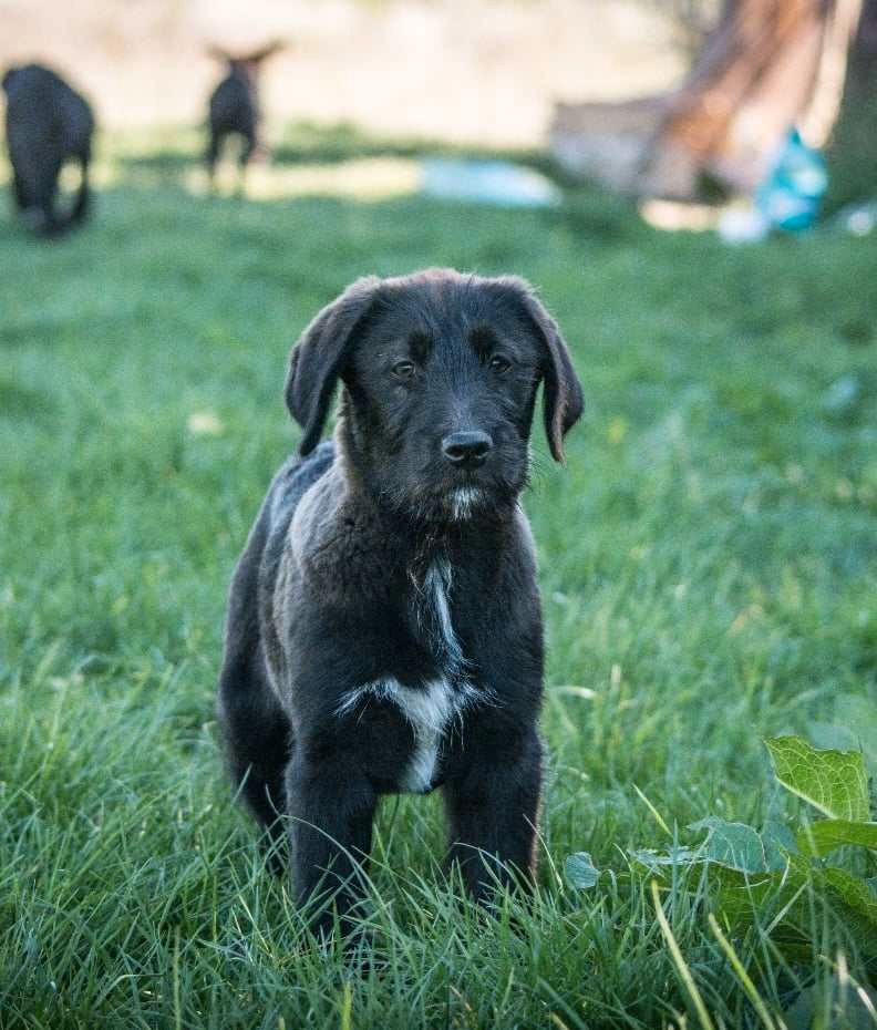 MOLLY -  ausgeglichen und verspielt in Limburg