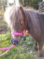 Kindergeburtstag mit Pony im eigenen Garten Nordrhein-Westfalen - Kalletal Vorschau