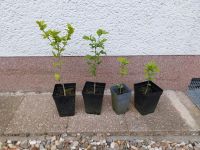 Hibiskus Jungpflanzen 4 Stück für 10€ Bochum - Bochum-Nord Vorschau