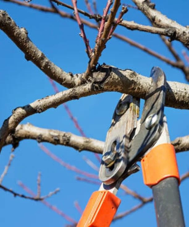 Gartenarbeit| Heckenschnitt | Baumfällung|Gartenpflege|Rasenmähen in Spraitbach