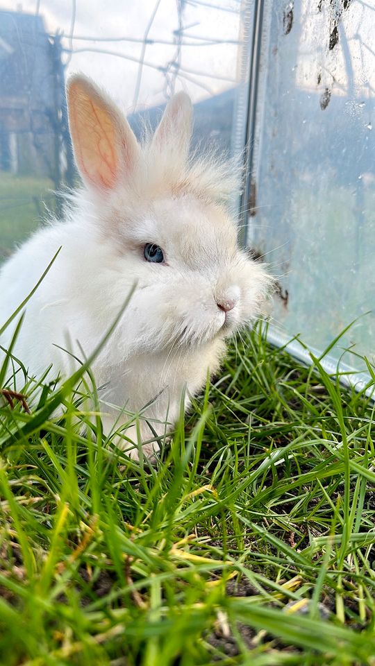 Kaninchen sucht 5 ⭐️ zuhause in Barßel