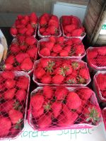 Erdbeeren Erdbeer Bayern - Lindau Vorschau