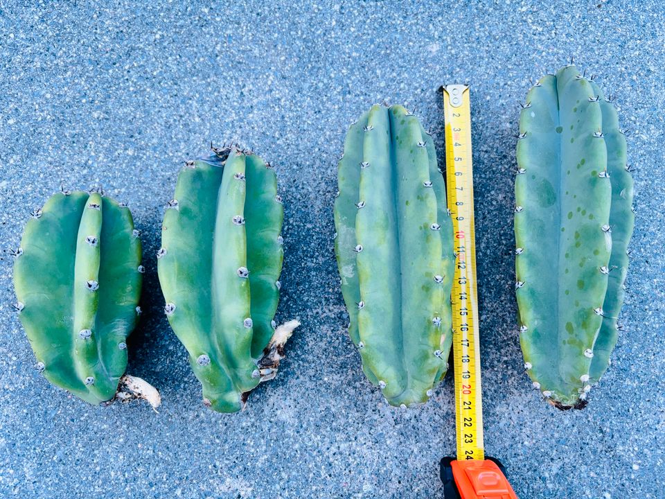 neu # Selten # Riesen Kaktus 30cm = Blüte "Königin der Nacht" in Schwaigern