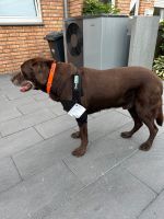 OrthoCanis Ellenbogen Orthese beidseitig Hund Größe L Essen - Essen-Ruhrhalbinsel Vorschau