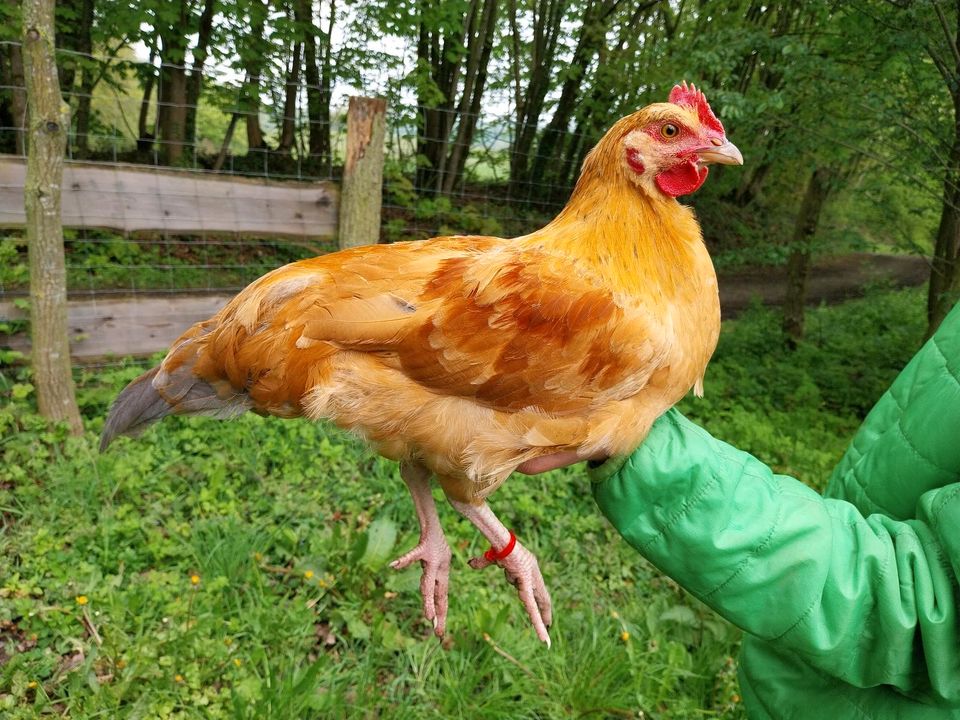 Junghahn, Hahn, Hähnchen, Buntleger, bio zertifiziert in Schönwalde