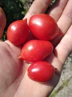 Piennolo Wintertomate Tomatensamen BIO München - Altstadt-Lehel Vorschau