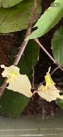 Wandelnde Blätter Wandelndes Blatt Insekten Gespenstschrecken Baden-Württemberg - Wangen Vorschau