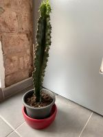 Kaktus Pflanze Bayern - Schwaig Vorschau